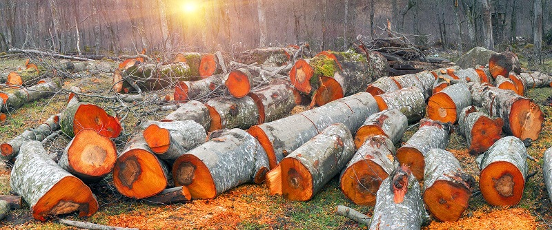 چوب توسکا؛ کاربردها و ویژگی‌هایش